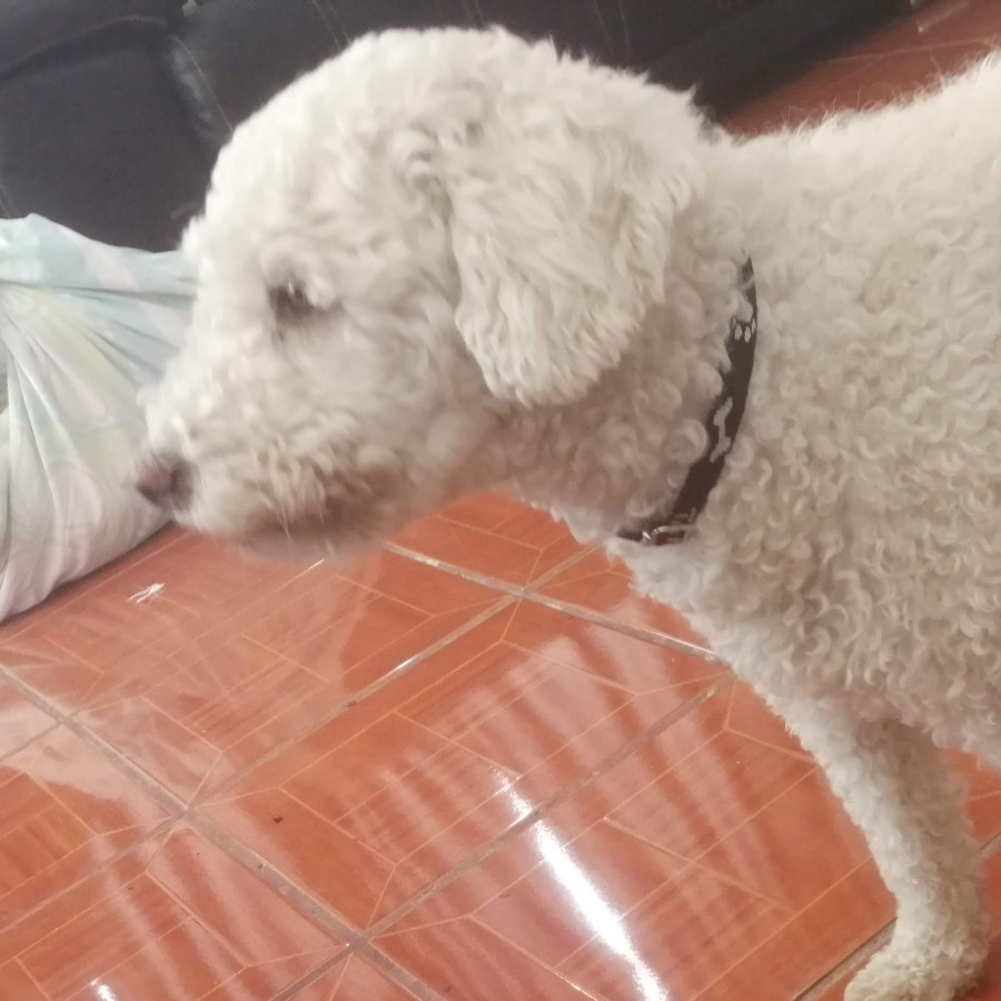 LUNA | Raza Mestiza, cruza de French Poodle | Perdida