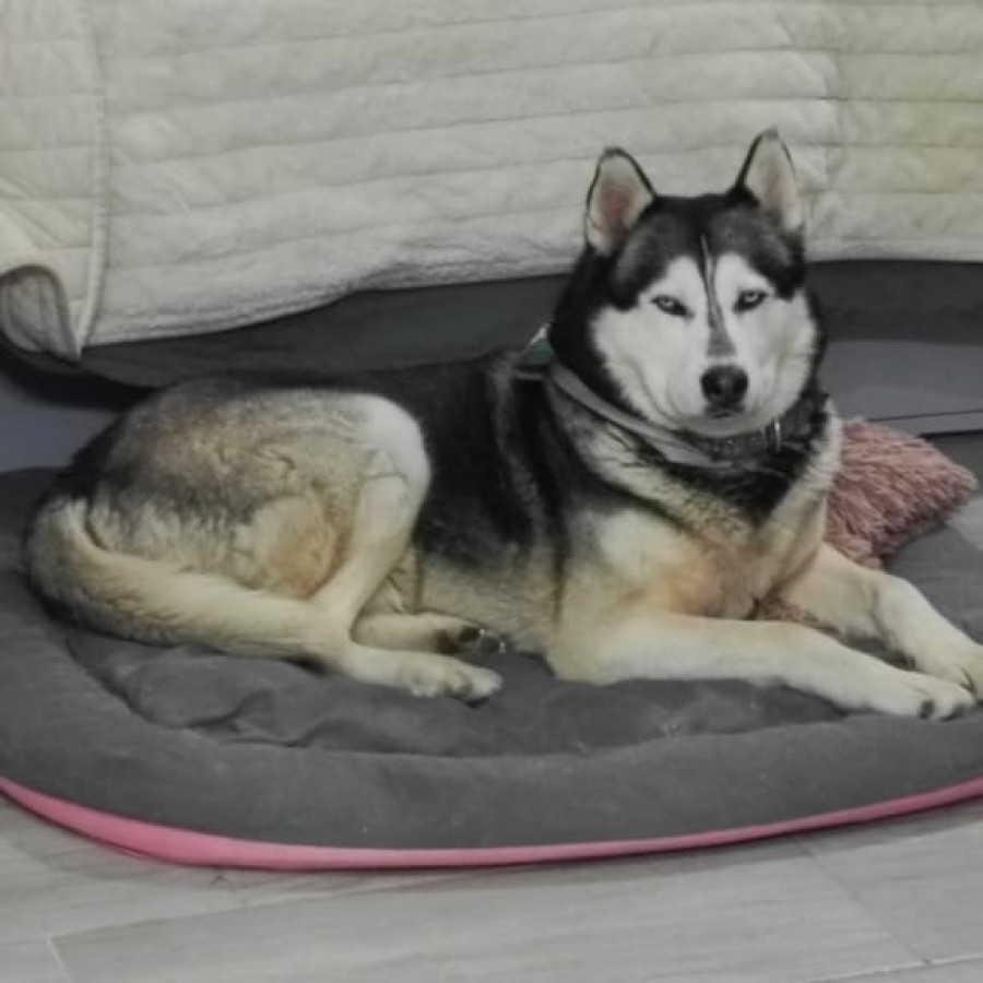 LOBO | Raza Husky Siberiano | Final Feliz
