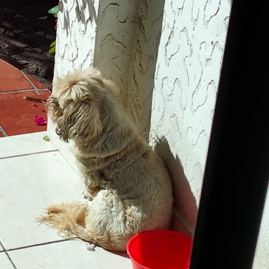 KISHA | Raza Shih Tzu  | Perdida