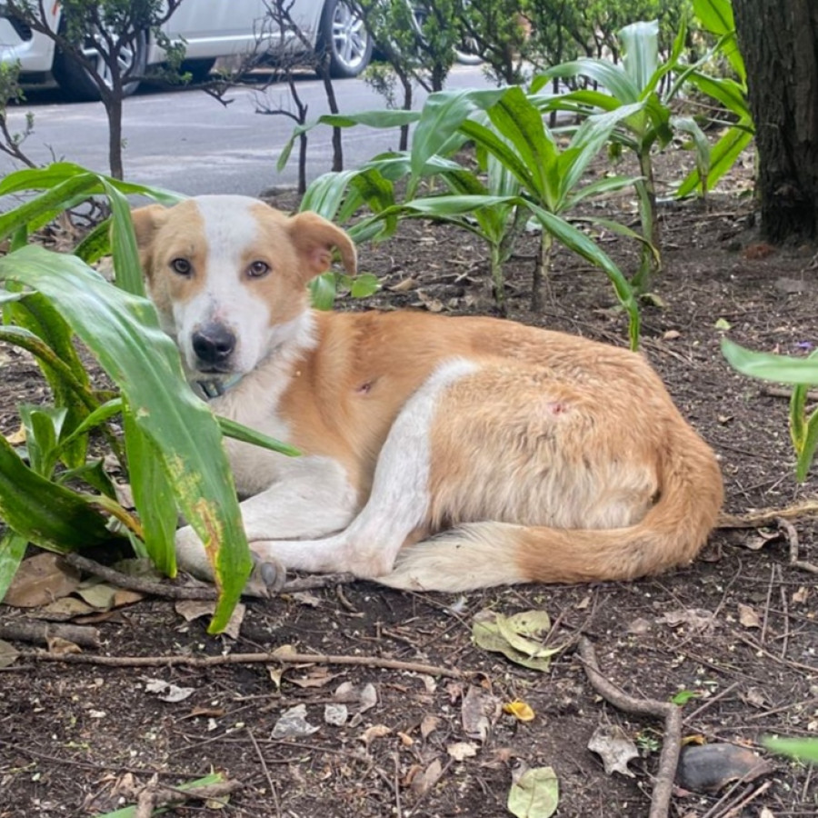  | Raza Mestizo | Encontrado