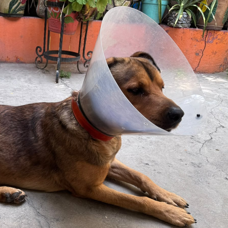  | Raza Mestizo | Encontrado
