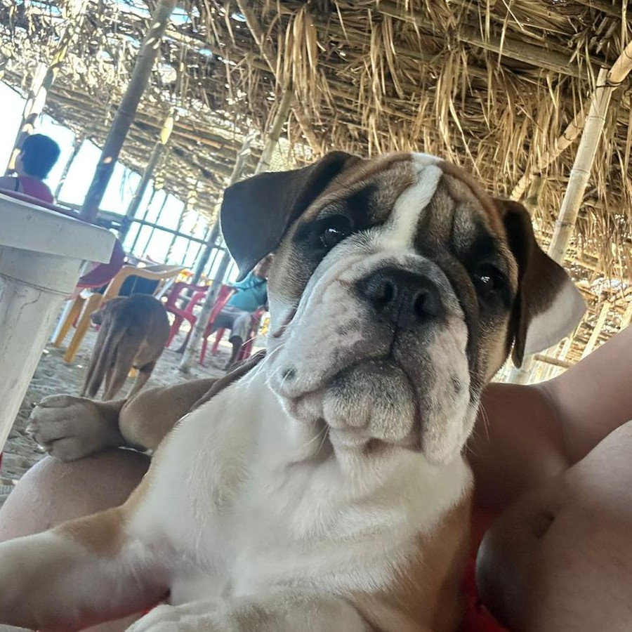 NAMI | Raza Bulldog Inglés  | Perdida