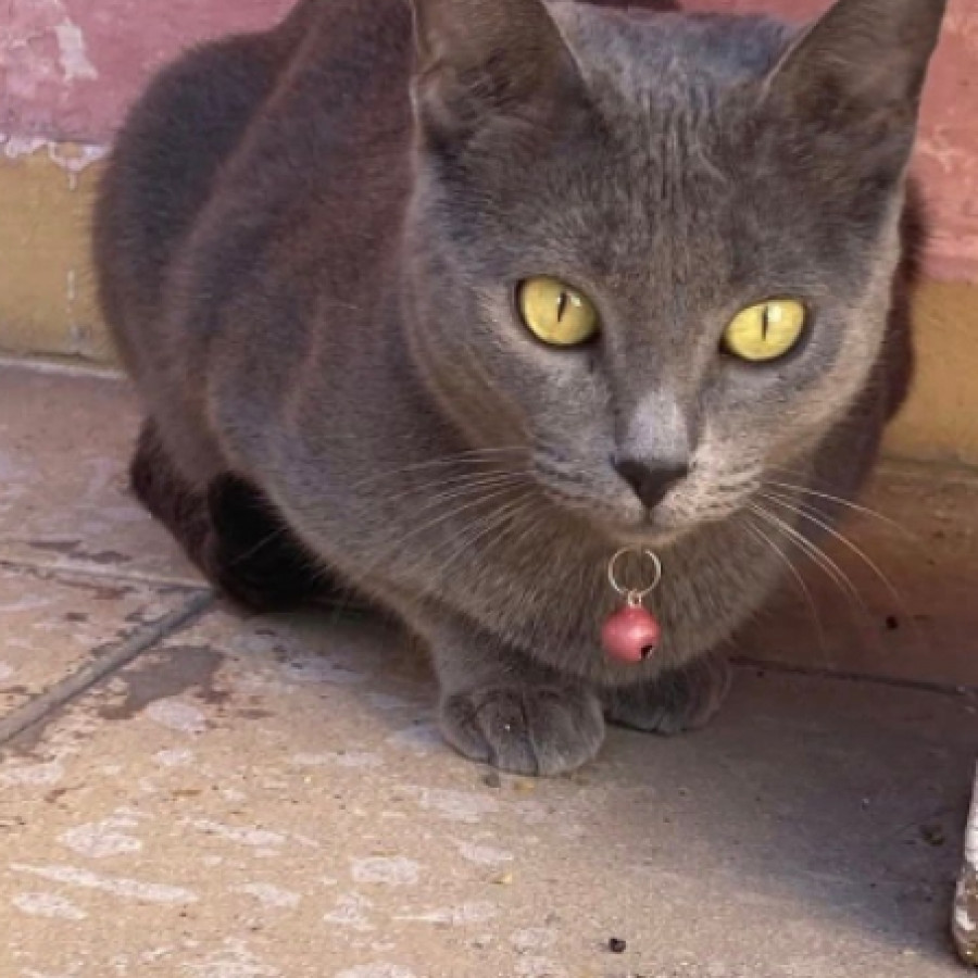 TITINA | Raza Ruso Azul | Perdida