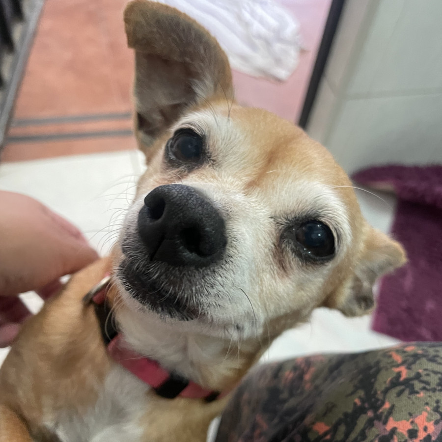 CHIQUITA | Raza Chihuahua | Final Feliz