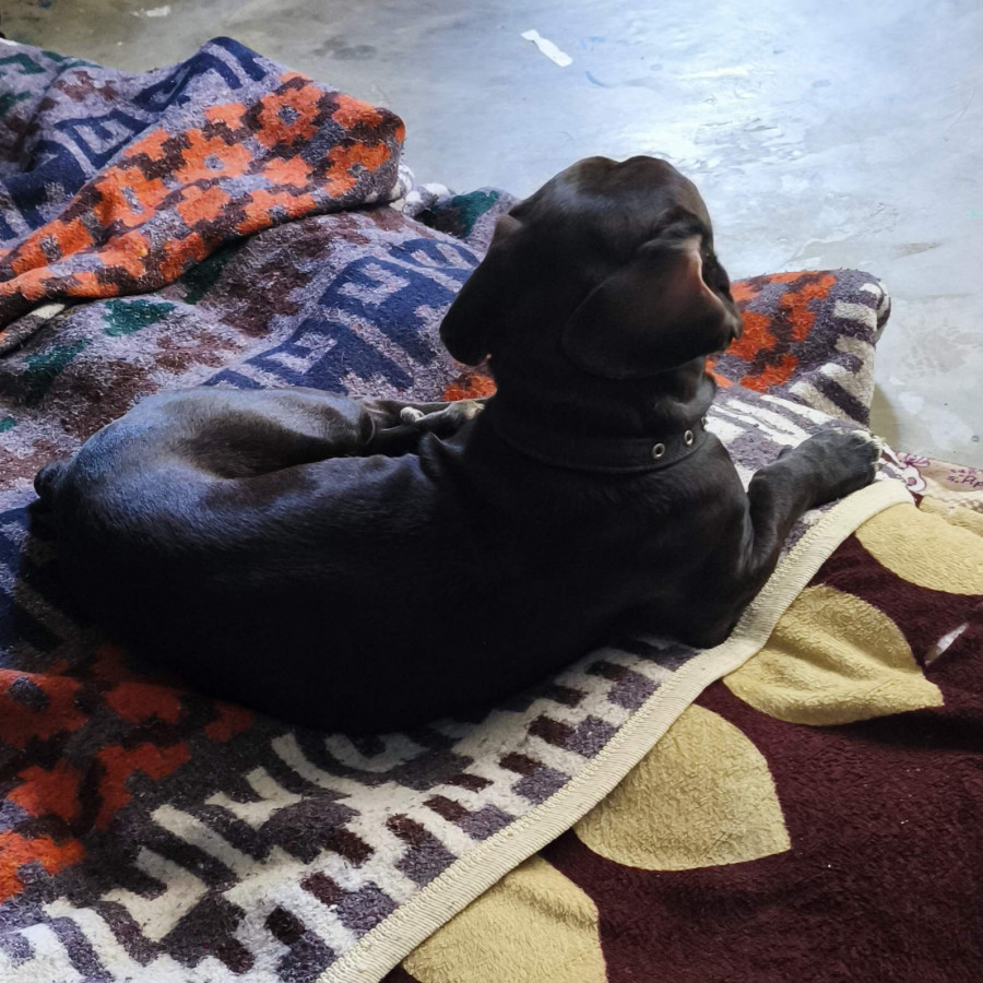 GORDO O GORDITO | Raza Dachshund o Salchicha  | Final Feliz