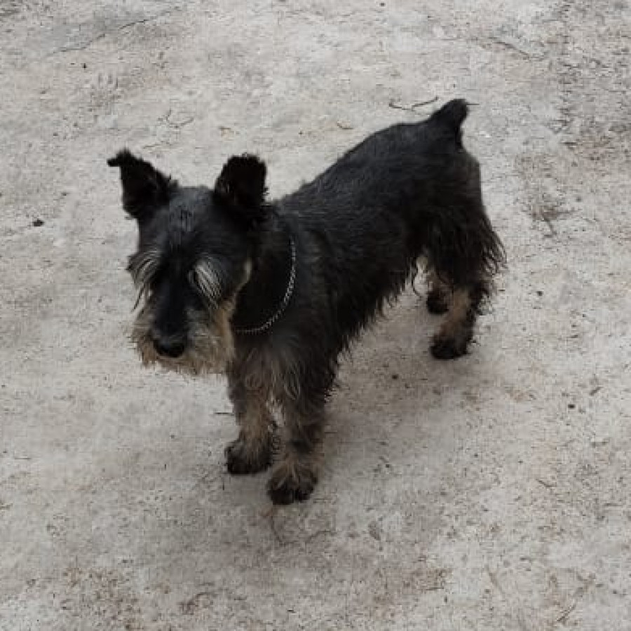 MAX | Raza Schnauzer | Final Feliz