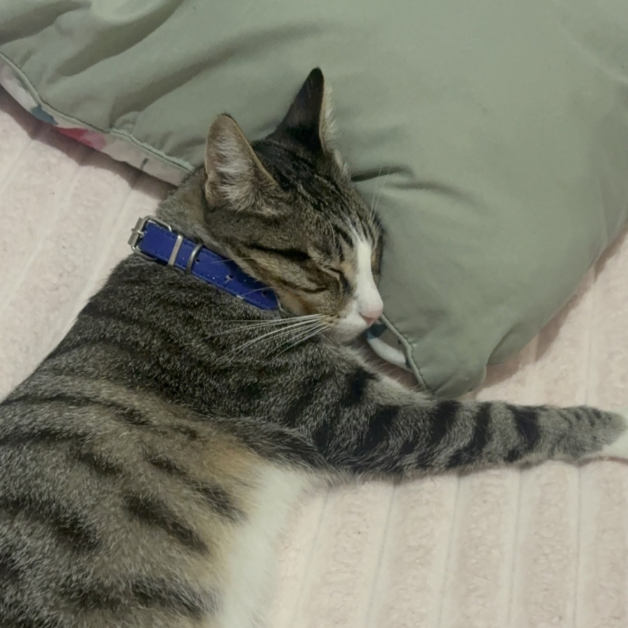 TABBY | Raza Doméstico Américano de Pelo Corto | Perdido