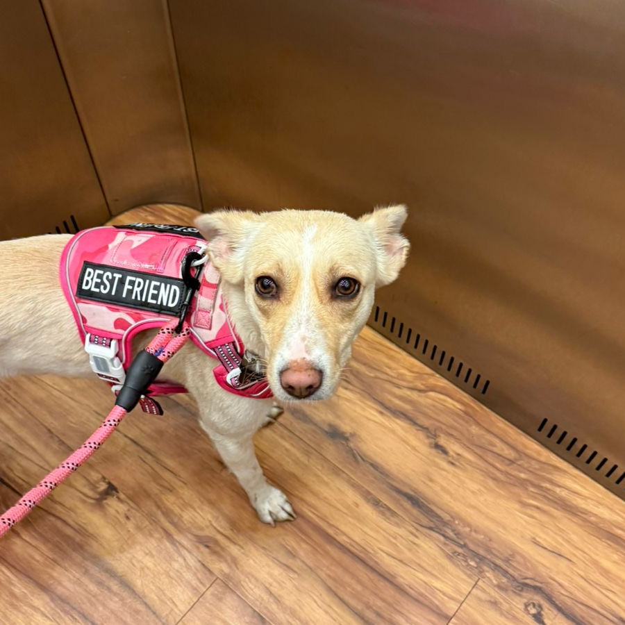 NALA | Raza Mestiza | Final Feliz