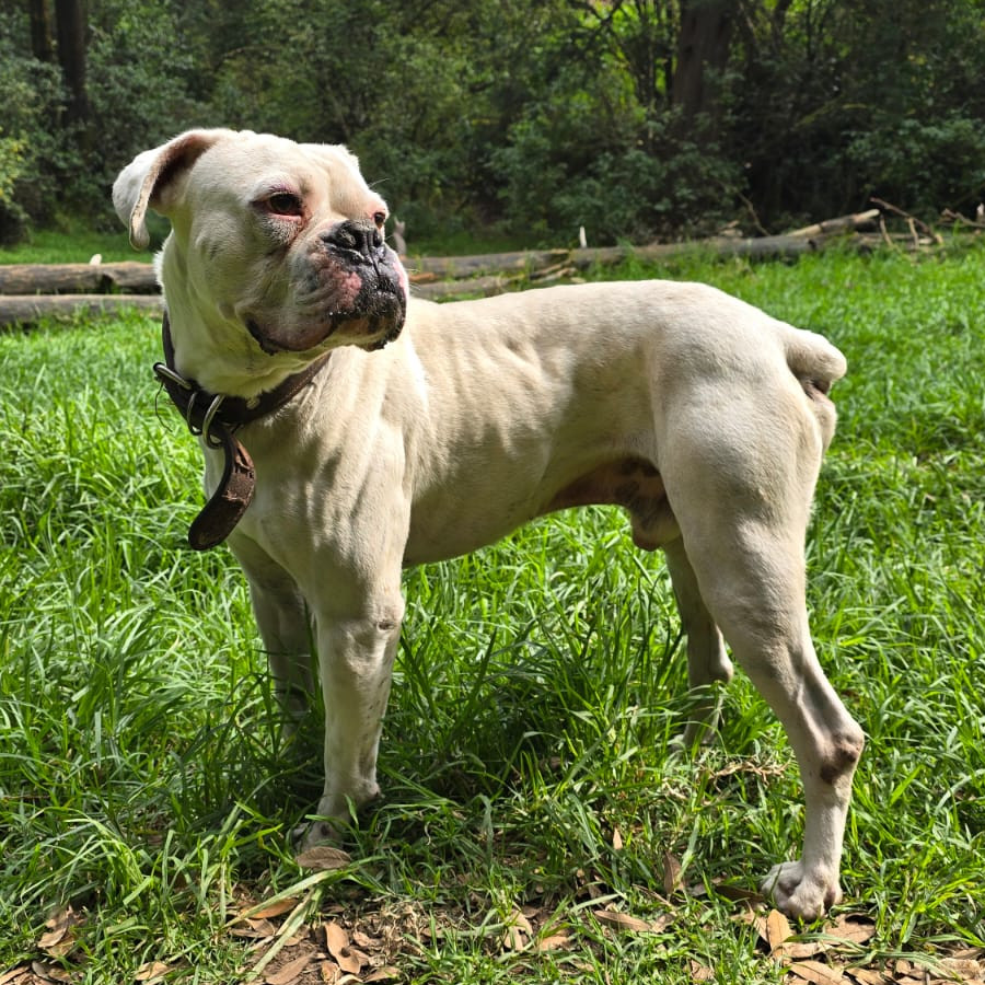 DANTE | Raza Bóxer  | Perdido