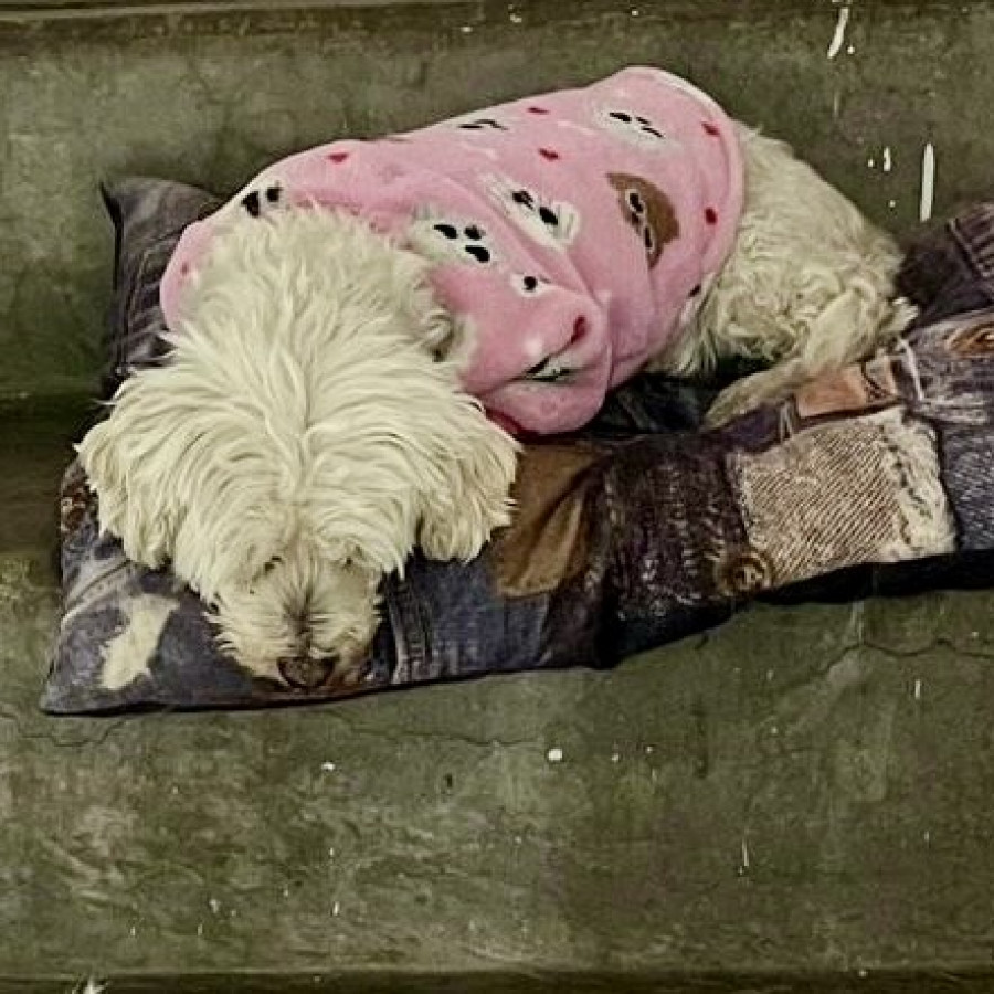 BLANQUITA | Raza French Poodle o Caniche | Final Feliz