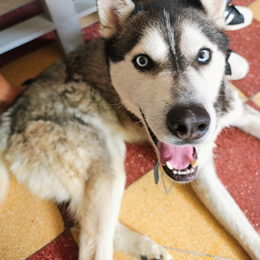  | Raza Husky Siberiano | Encontrado