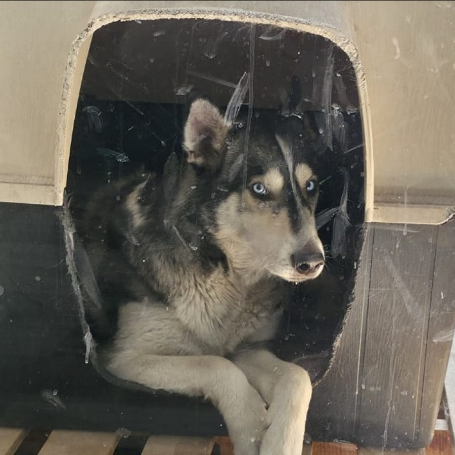 AKIRA | Raza Mestiza, cruza de Husky Siberiano con Labrador | Final Feliz