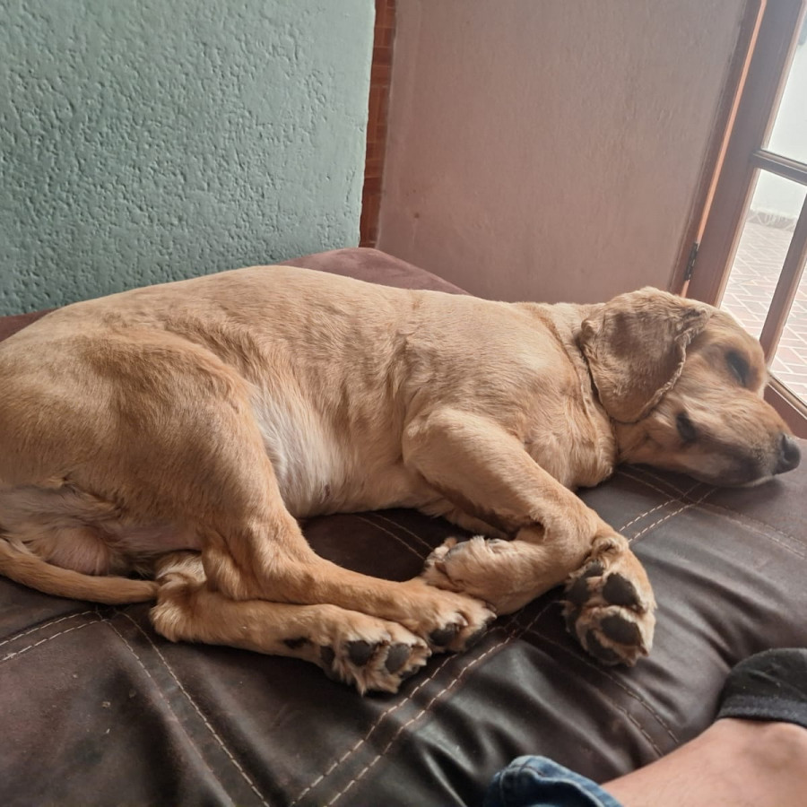 MOKA | Raza Cocker Spaniel | Perdido