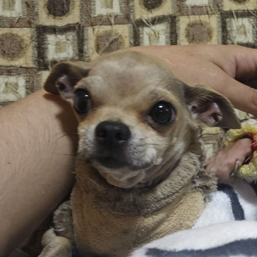 MORGAN | Raza Chihuahua | Perdido