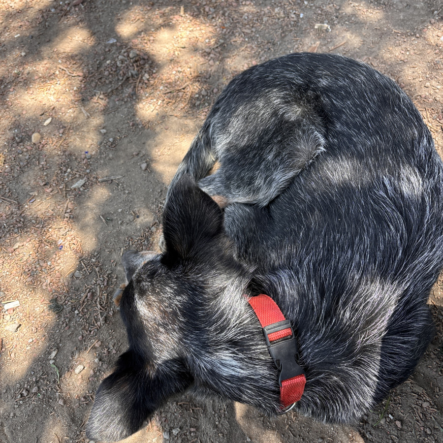 BINGO | Raza Ganadero Australiano Blue Heeler  | Perdido