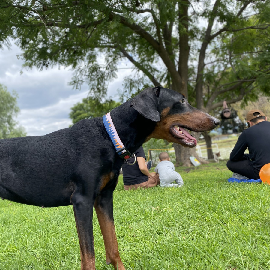 NOCHE | Raza Dóberman Pinscher | Perdida