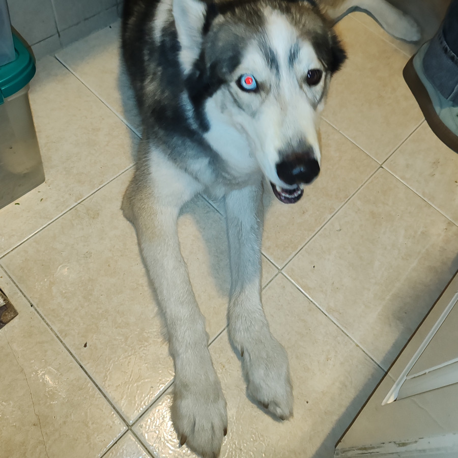  | Raza Husky Siberiano | Final Feliz