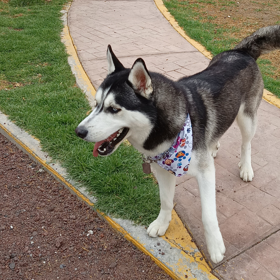 KAISER | Raza Husky Siberiano | Perdido