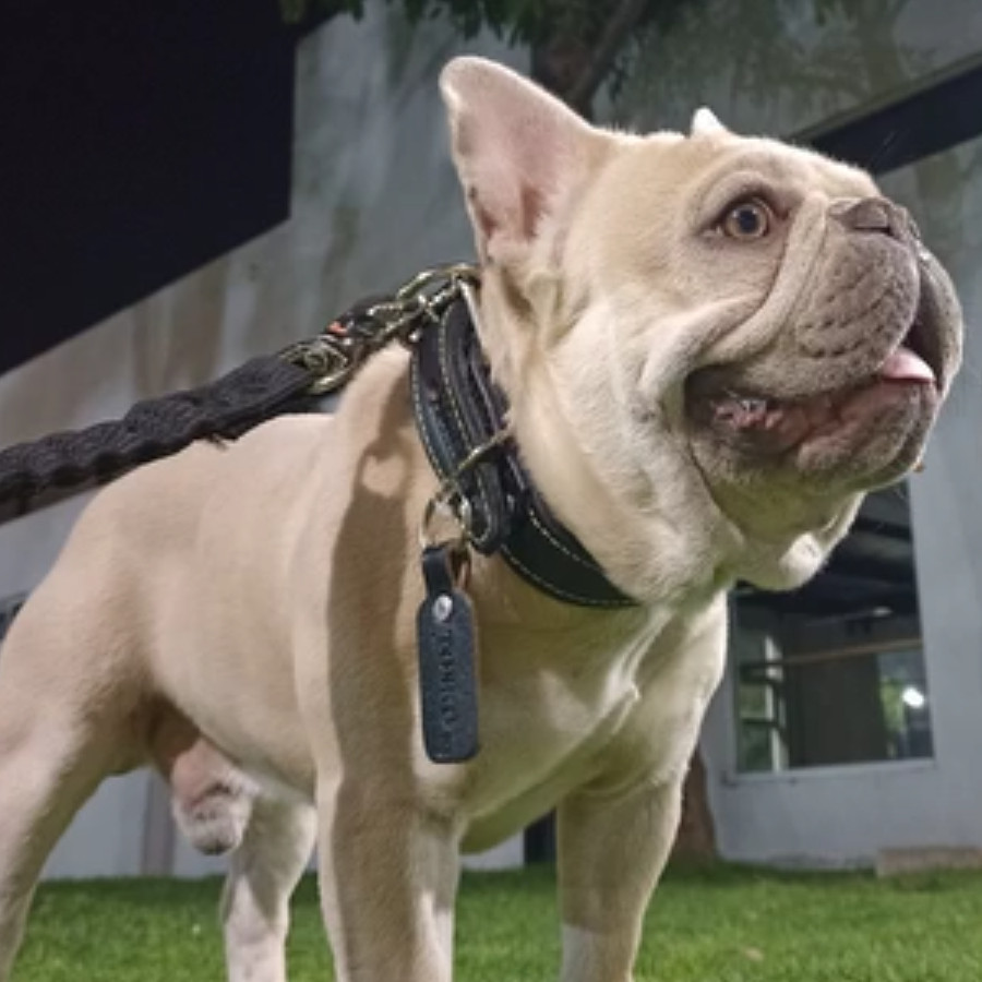 DRAKO | Raza Bulldog Francés  | Perdido