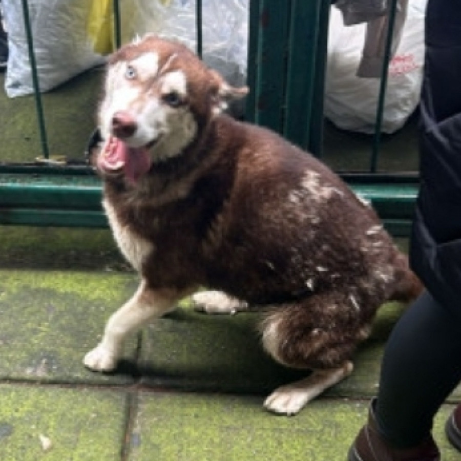  | Raza Husky Siberiano | Encontrada