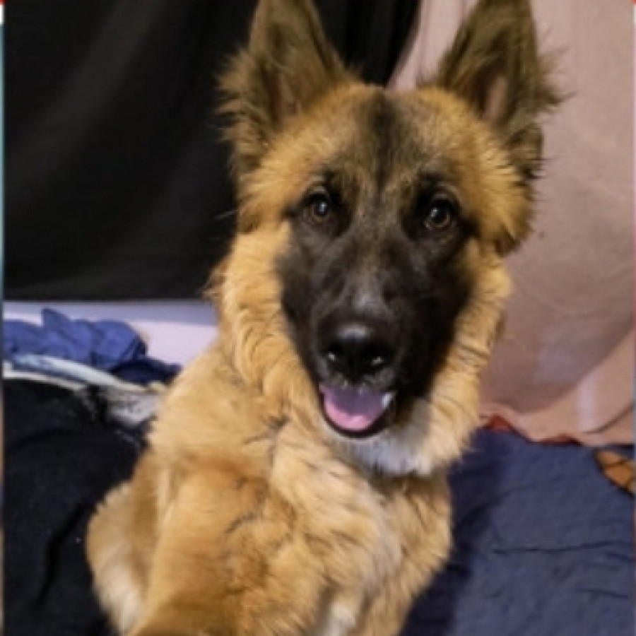 MALIK | Raza Mestizo, cruza de Pastor Belga Malinois | Perdido