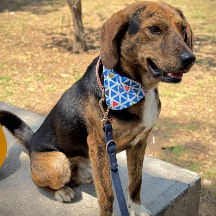 MAX | Raza Beagle | En Adopción