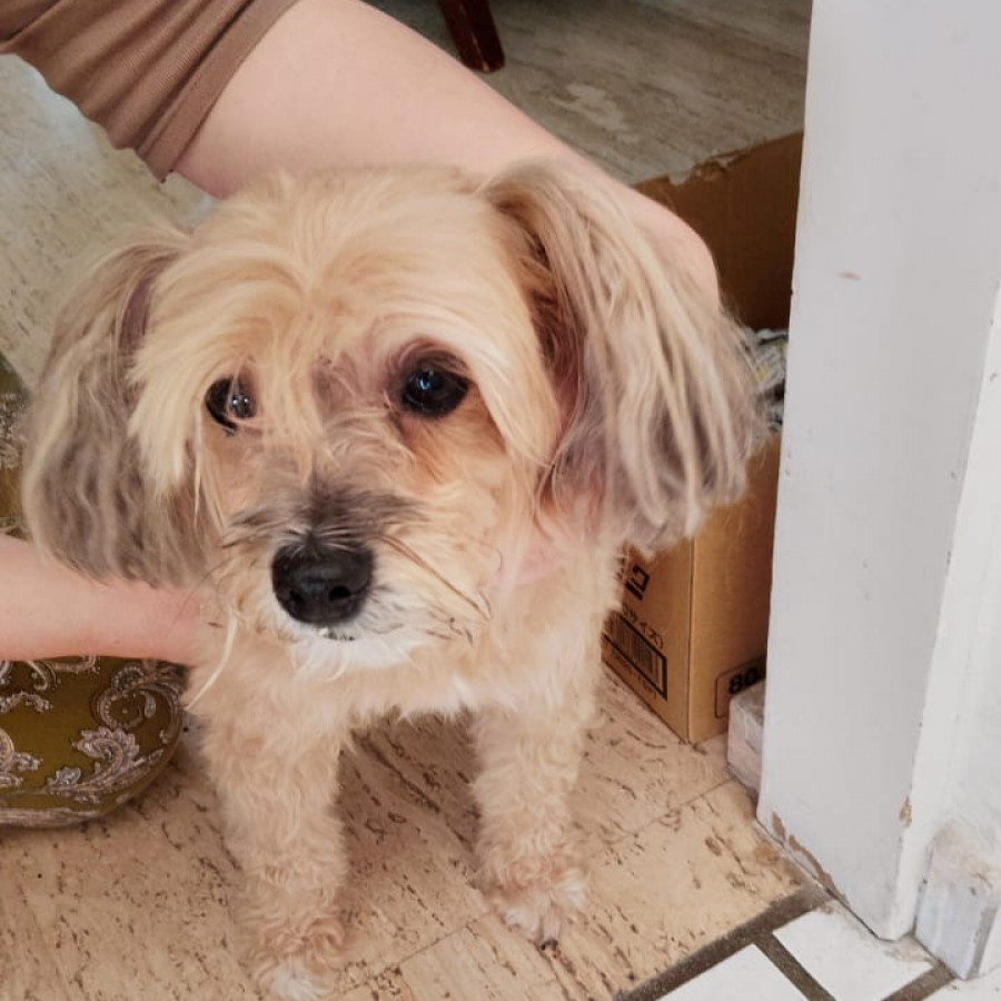  | Raza Mestiza, cruza de French Poodle | Encontrada