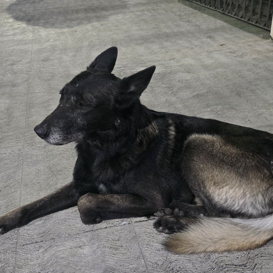  | Raza Pastor Belga Malinois | Encontrado