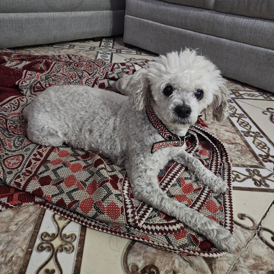  | Raza Mestiza, cruza de French Poodle | Encontrada