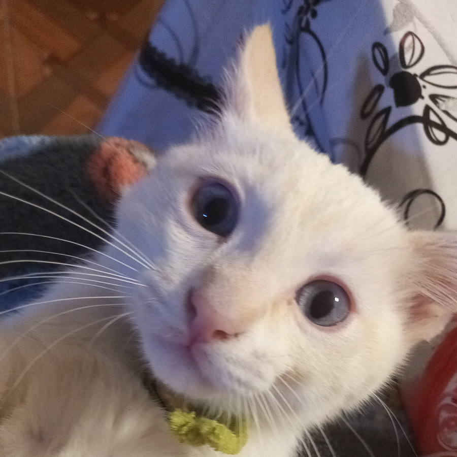 SPIKE | Raza Aslan o Siamés moderno, punto flama | En Adopción