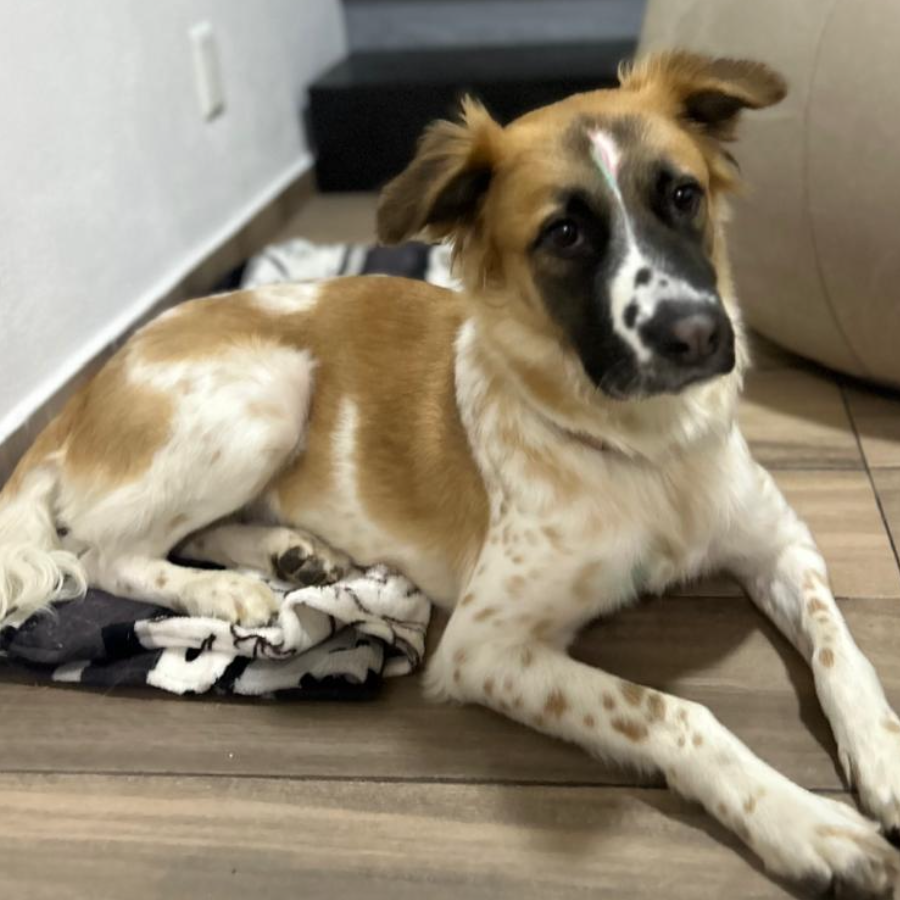 MÍA | Raza Mestiza | Final Feliz