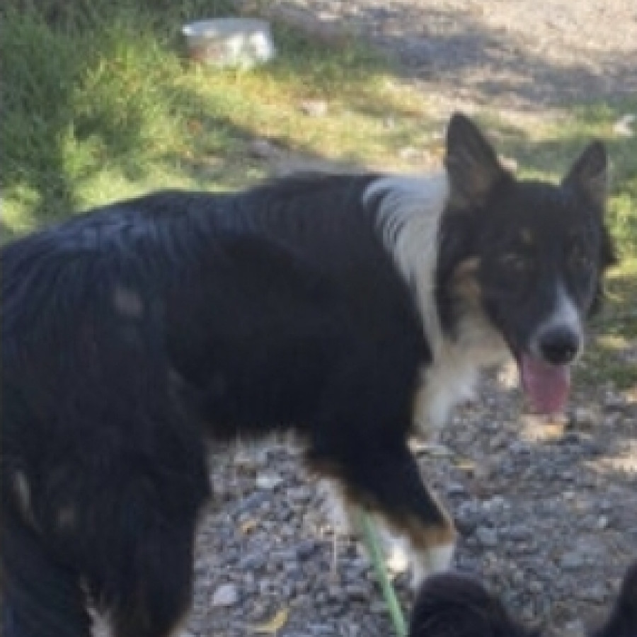 CHIMUELO | Raza Border Collie  | Final Feliz