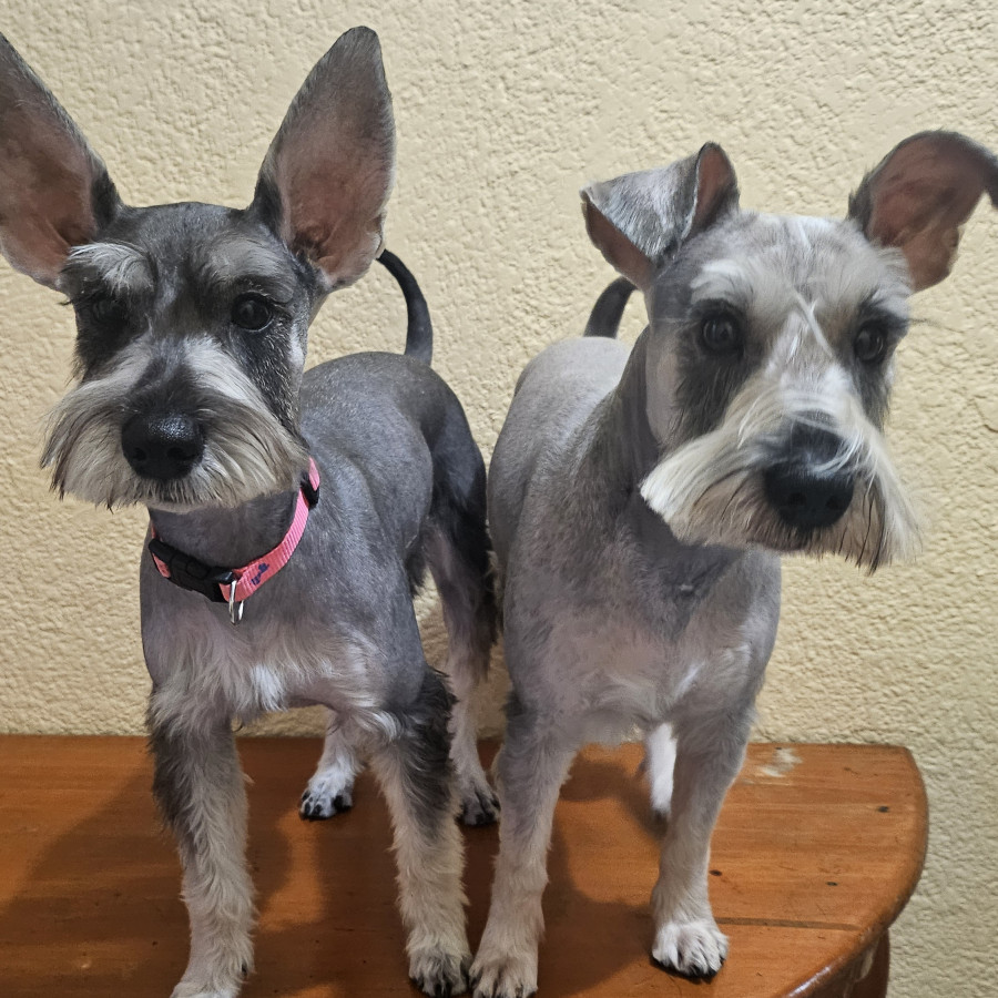TAKI Y CARIN | Raza Schnauzer | Final Feliz