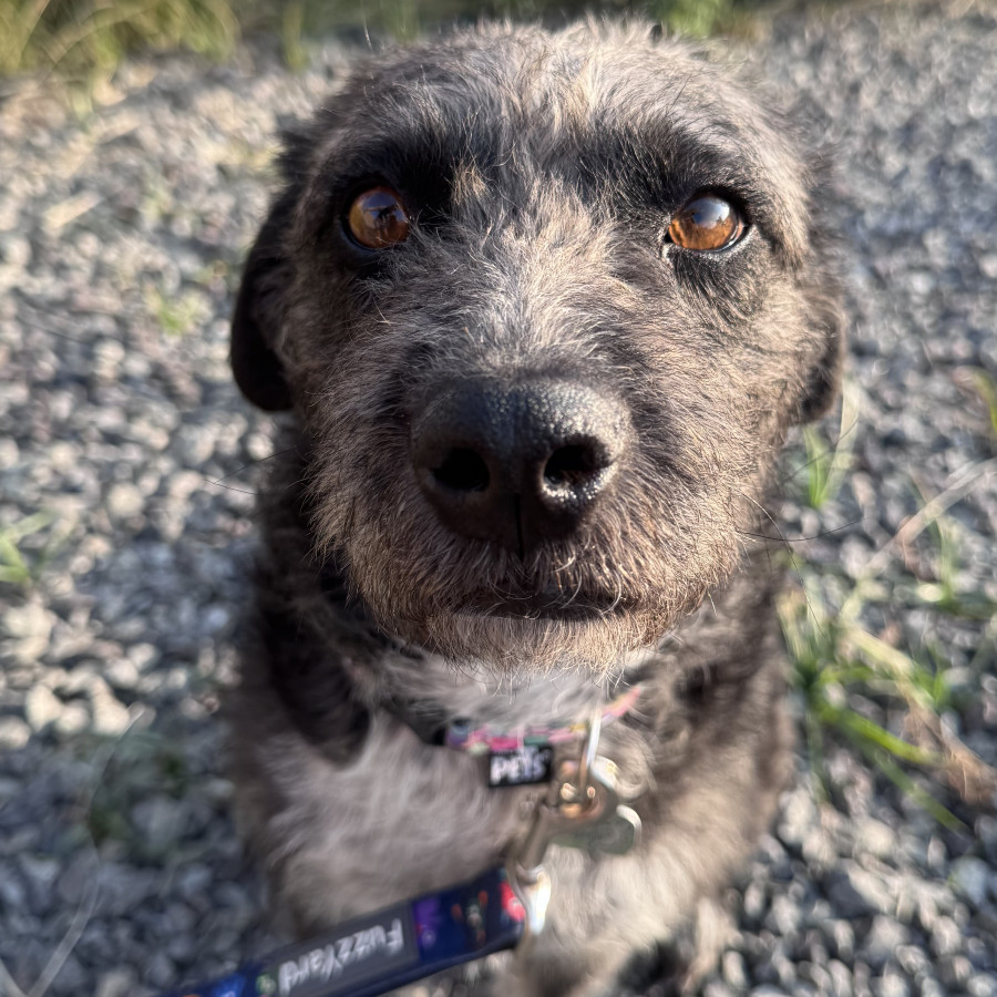 NEGRA | Raza Mestiza | En Adopción