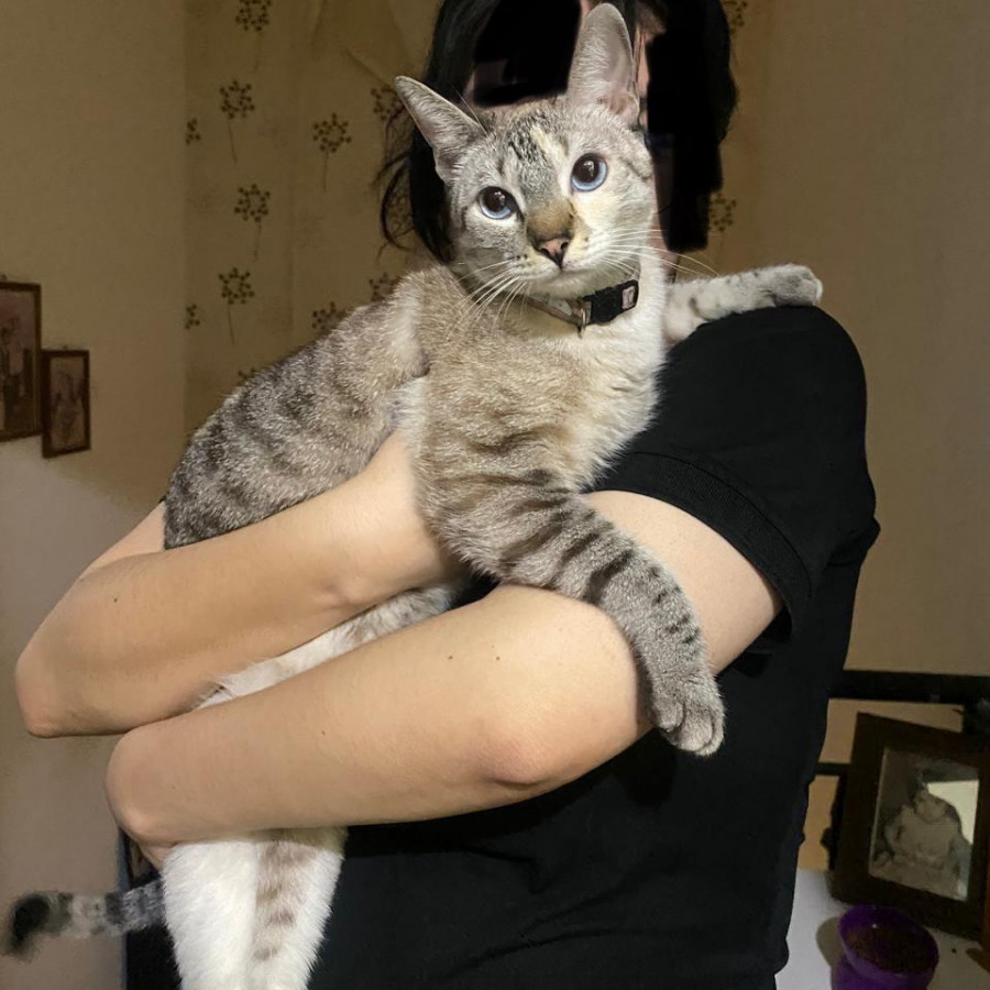 YUNA | Raza Aslan o Siamés moderno, punto tabby | Perdida