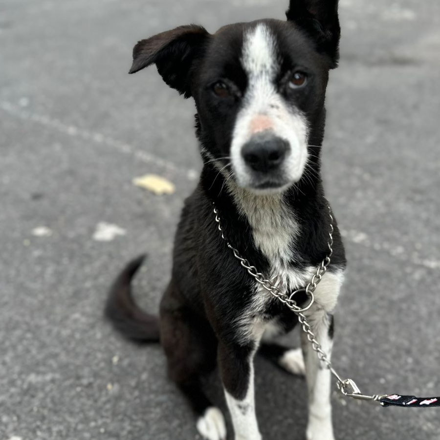  | Raza Mestiza | Encontrada