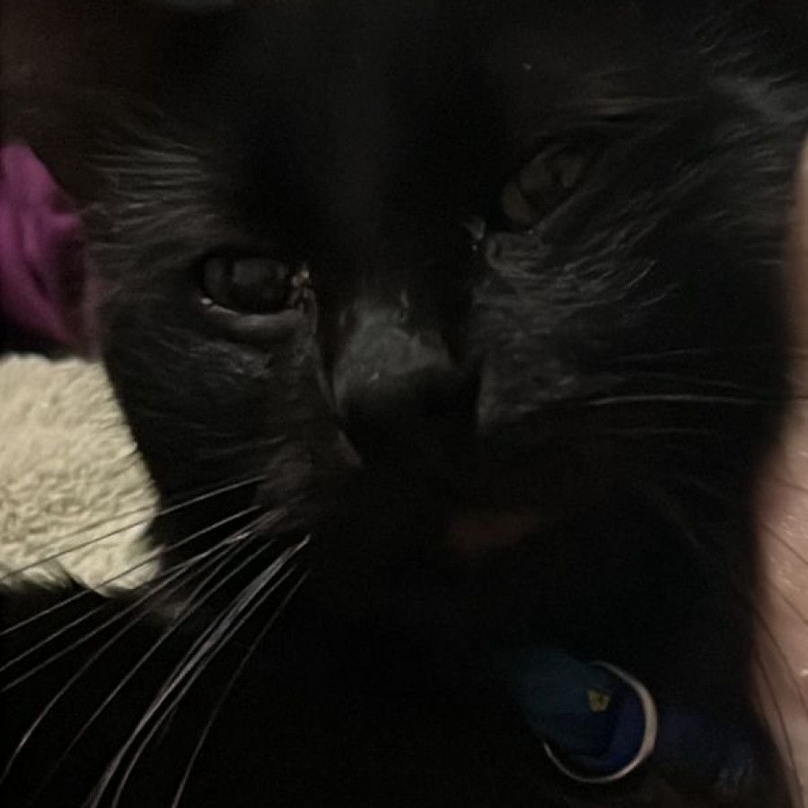 NITO | Raza Bombay | Perdido