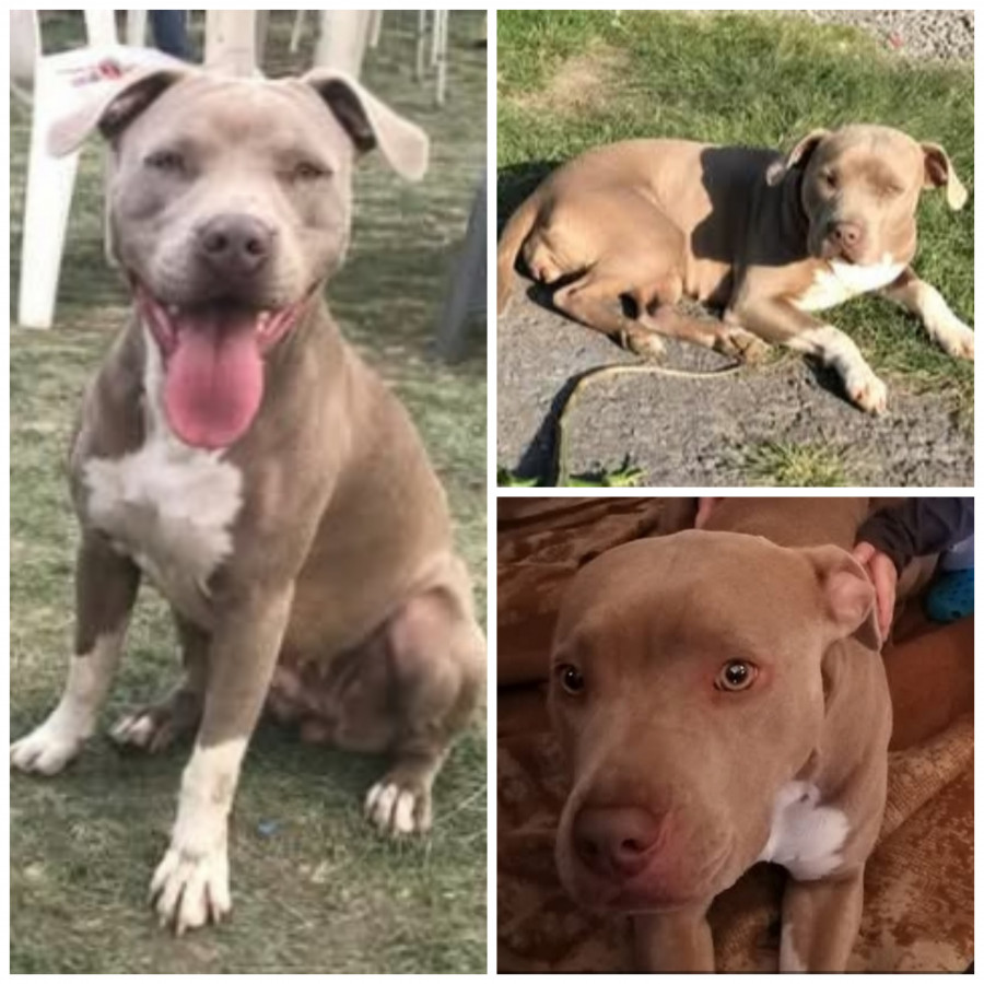 VENUS | Raza American Pitbull Terrier | Perdida