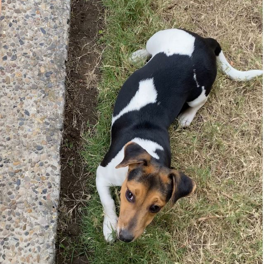 BROWNIE | Raza Jack Russell Terrier | Final Feliz