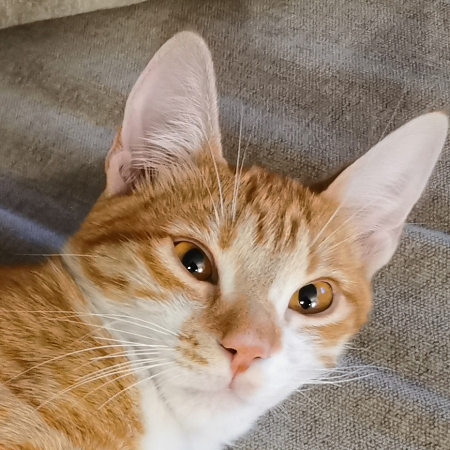 MOLLY | Raza Doméstico Américano de Pelo Corto | Perdida