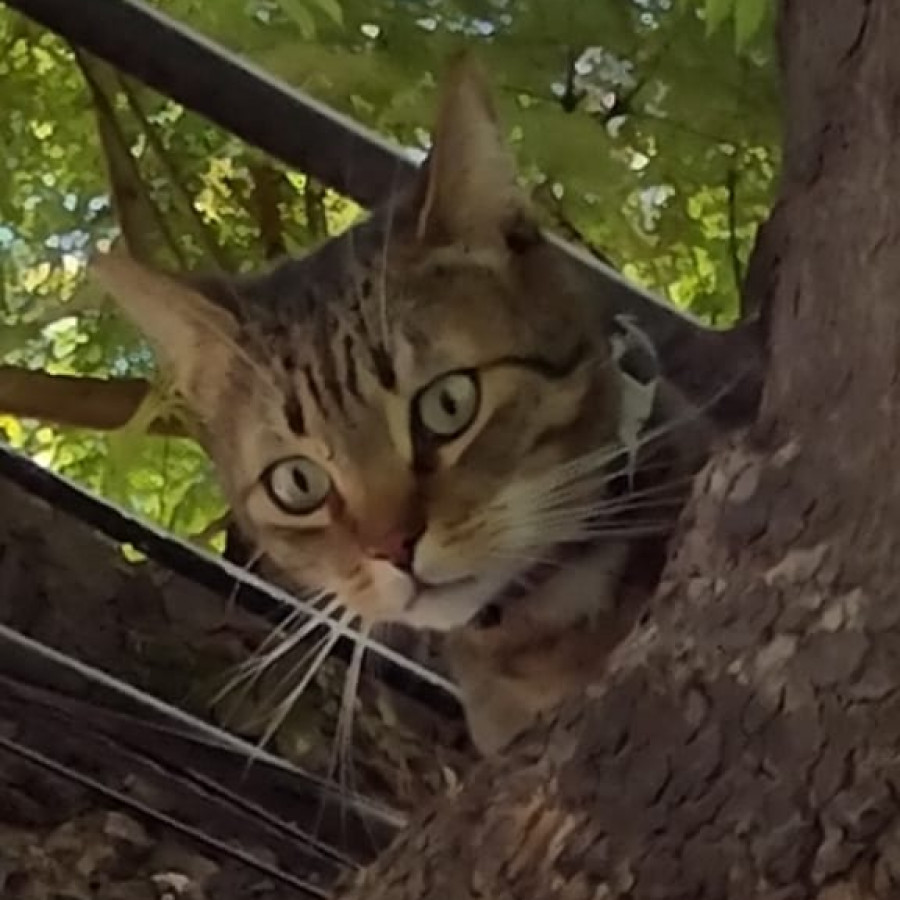 GATO | Raza Doméstico Américano de Pelo Corto | Perdido