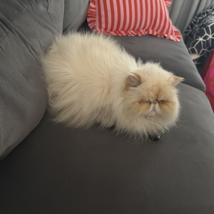 JUANITA | Raza Persa Punto Flama | Final Feliz