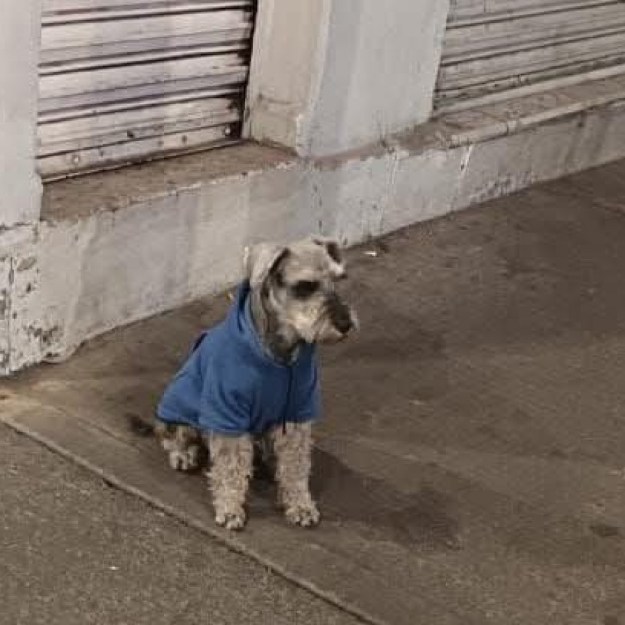 ROCKO | Raza Schnauzer | Final Feliz