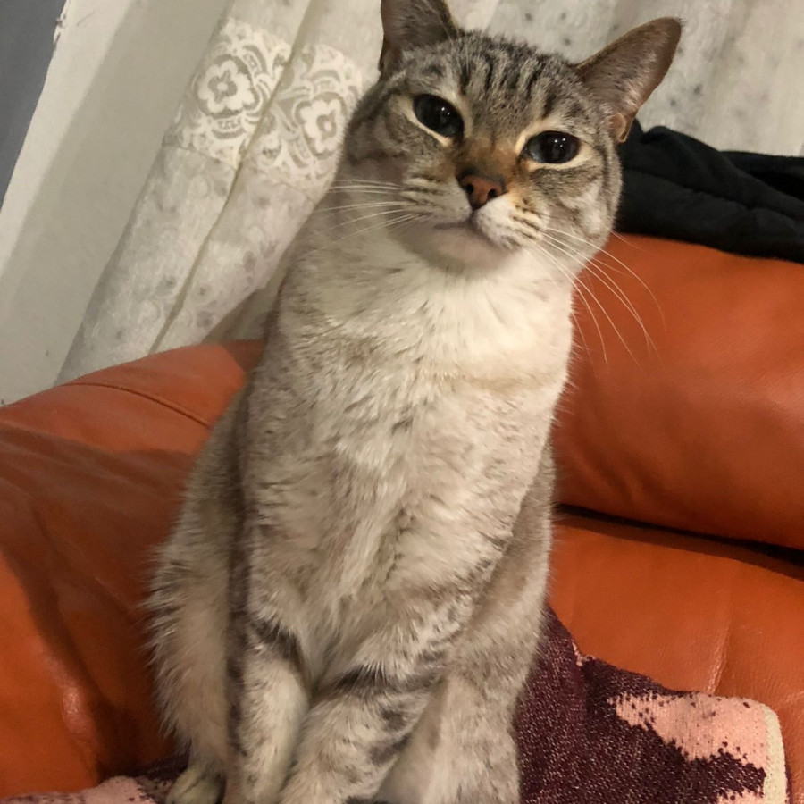 YEIK | Raza Aslan o Siamés moderno, punto tabby | Perdido