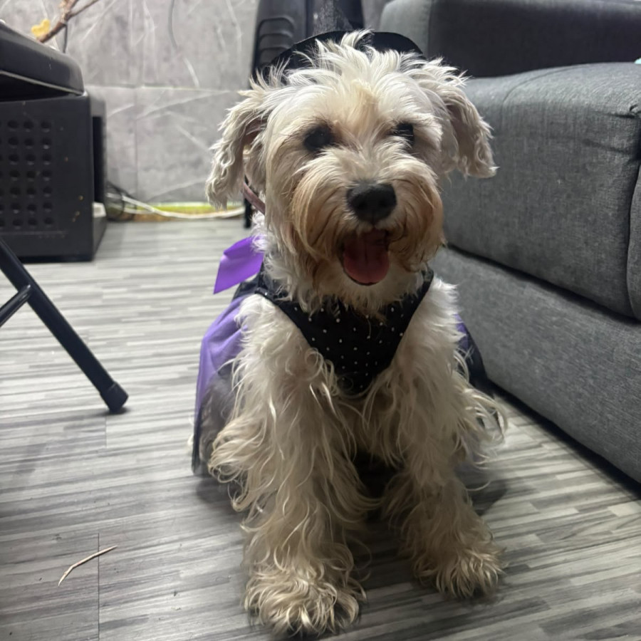 CHISPA | Raza Schnauzer | Perdida