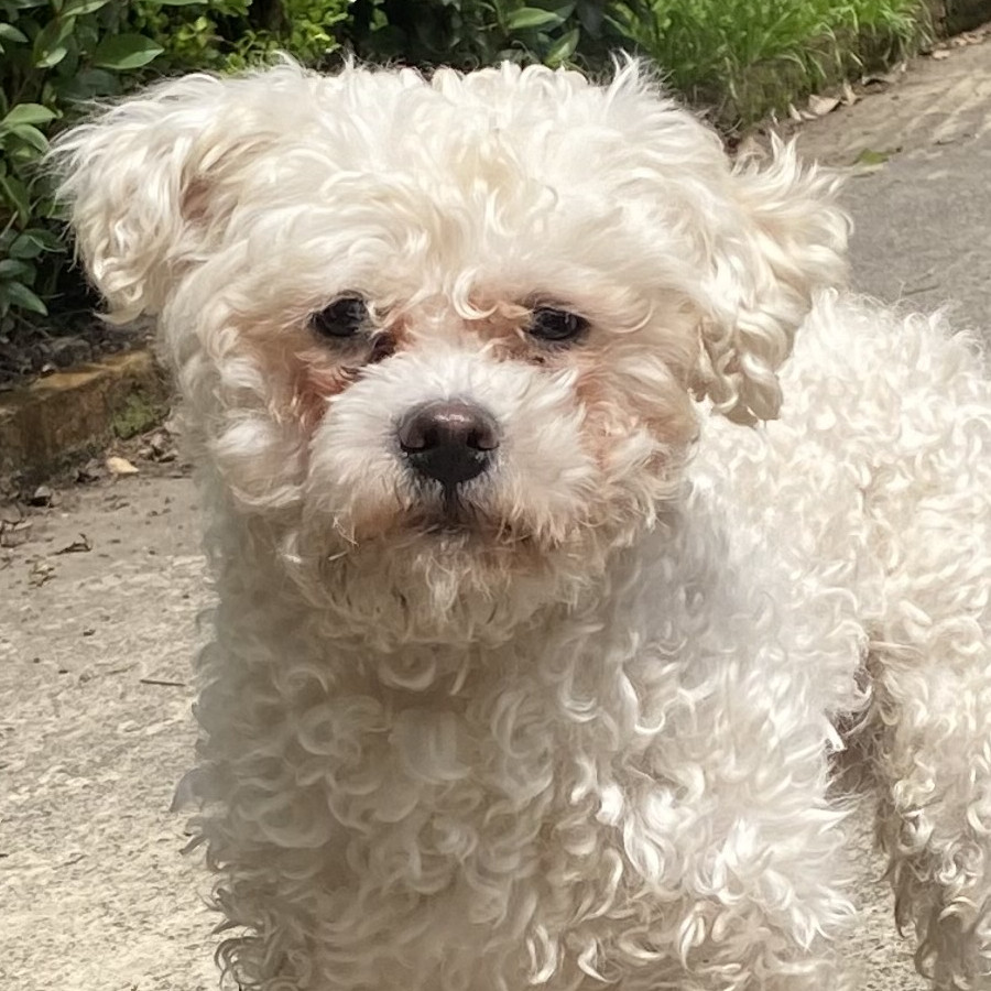  | Raza Mestizo,  cruza de Maltés con Poodle,  (Maltipoo) | Encontrado