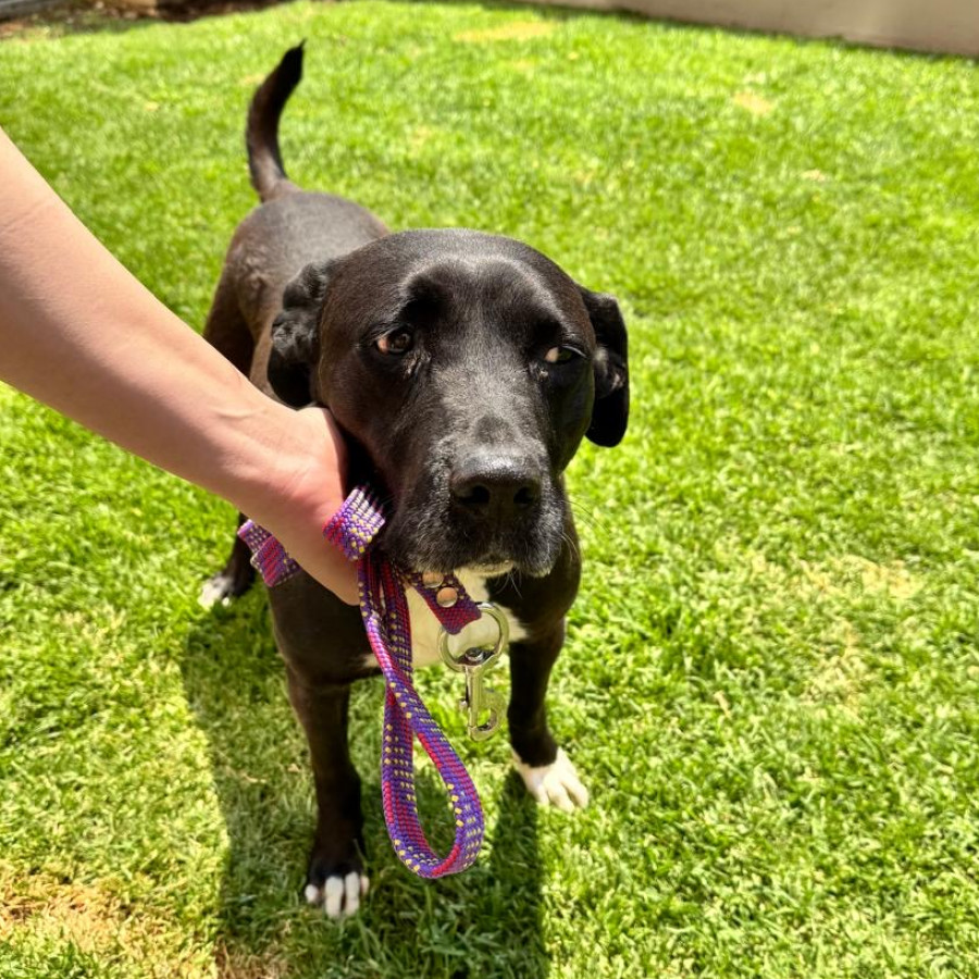  | Raza Mestiza, cruza de American Pitbull Terrier | Encontrada