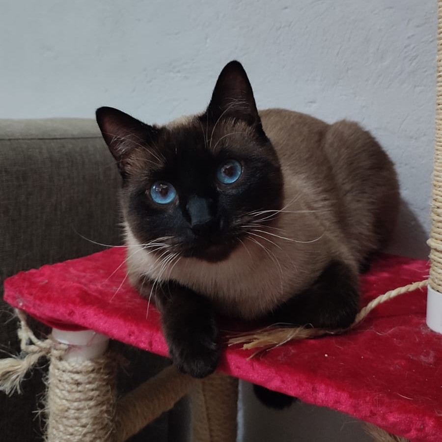 RAMIRO | Raza Siamés Punto Chocolate | Final Feliz