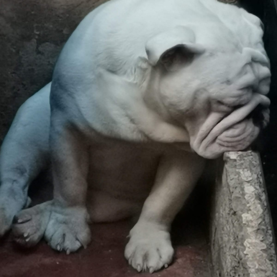 TIFÓN | Raza Bulldog Inglés  | Perdido