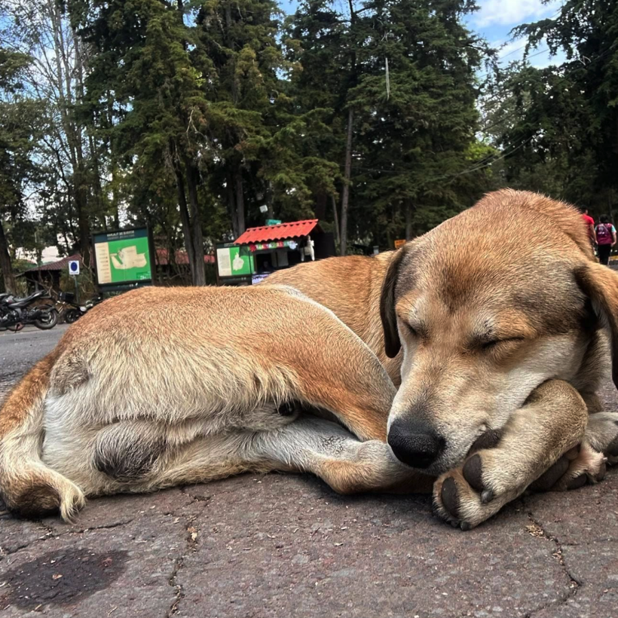  | Raza Mestizo | Encontrado
